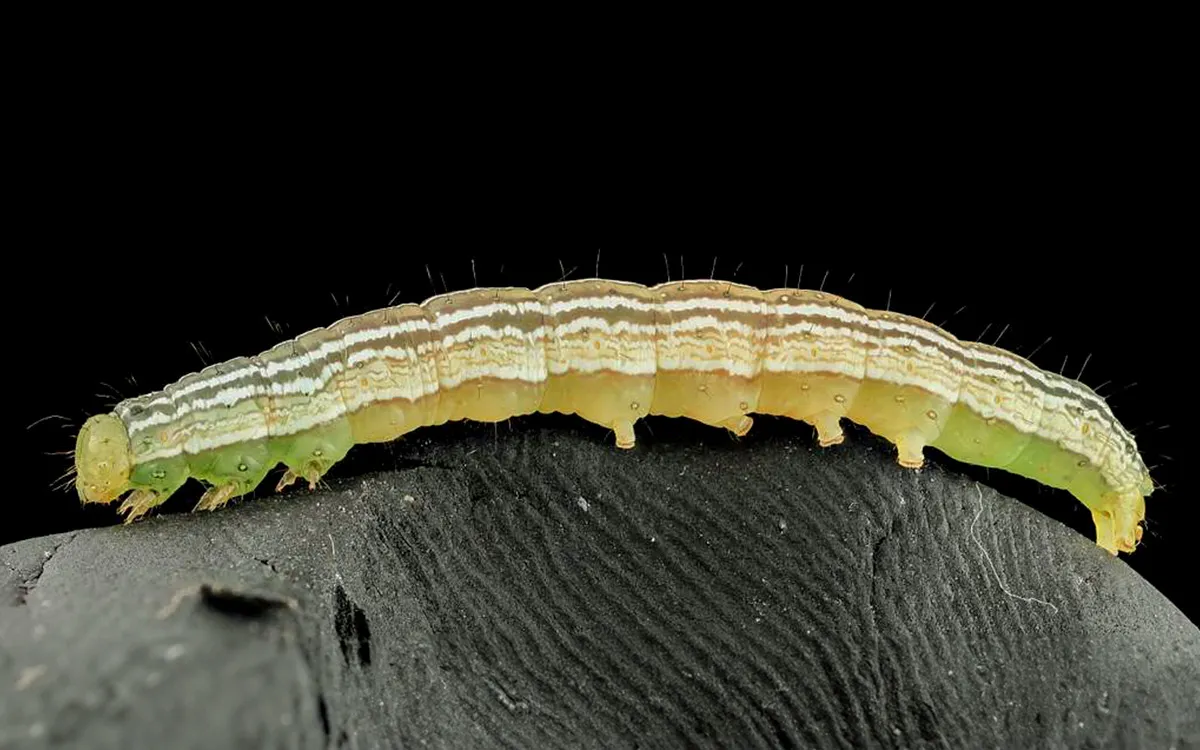 Guia Rápido #3: Anticarsia gemmatalis – A desfolhadora mais comum na soja no Brasil.