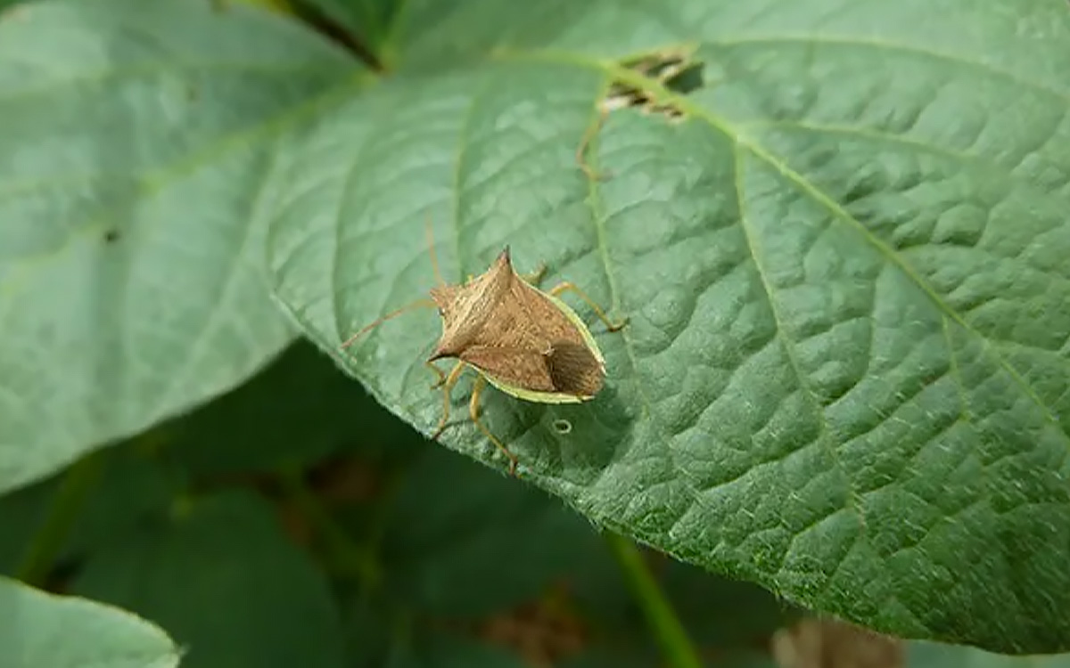 Guia Rápido #4: Saiba mais sobre o Percevejo-Barriga-Verde: Dichelops spp.