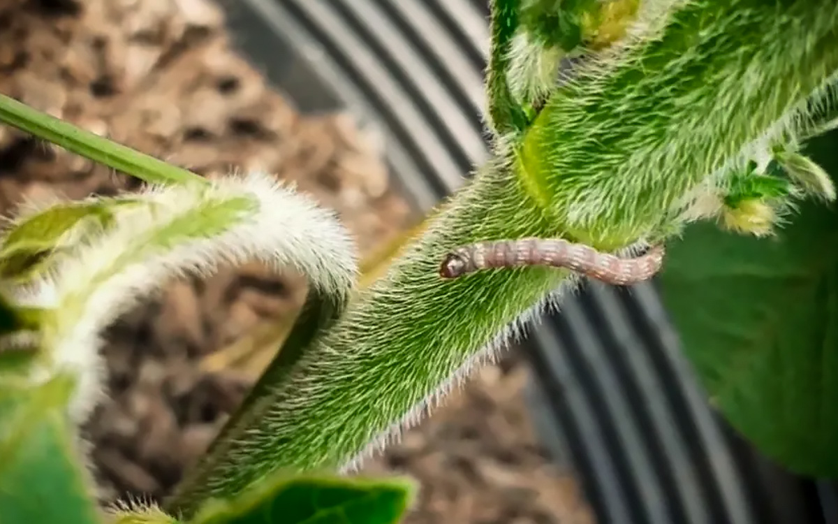 Guia Rápido #5: Conheça a Lagarta Elasmo (Elasmopalpus lignosellus), praga subterrânea que ataca o colo das plantas.