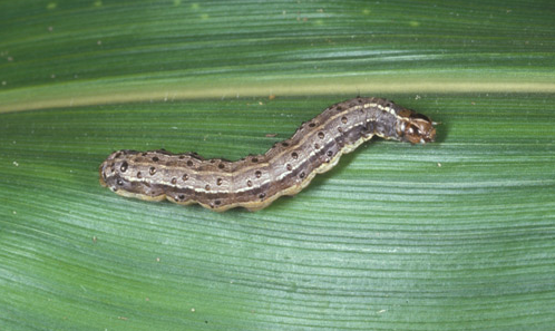 Guia Rápido #6: Spodoptera frugiperda, a mais importante Spodoptera em milho.