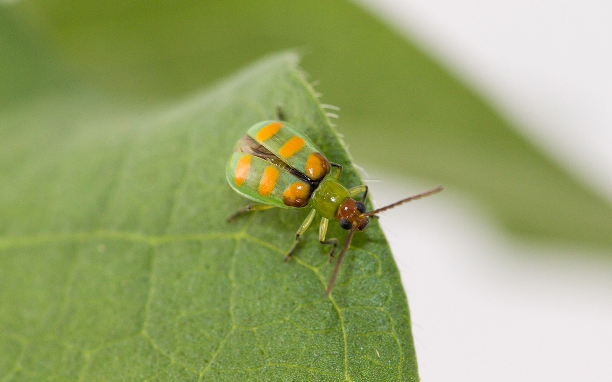 Guia Rápido #8: Diabrotica speciosa, a Vaquinha verde amarela.