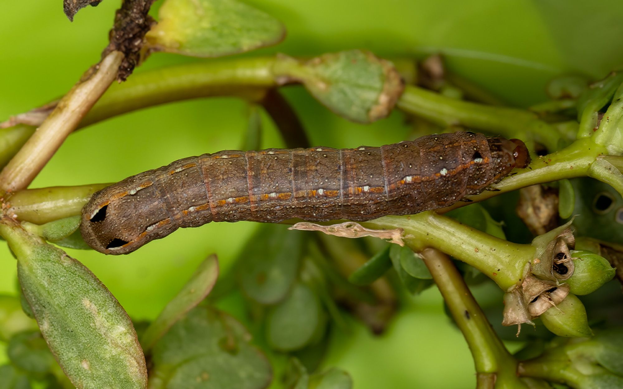 Guia Rápido #9: Spodoptera cosmioides: Saiba mais sobre a Lagarta-das-vagens.